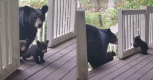 Mamma orsa fa conoscere i suoi cuccioli al suo amico umano (VIDEO)