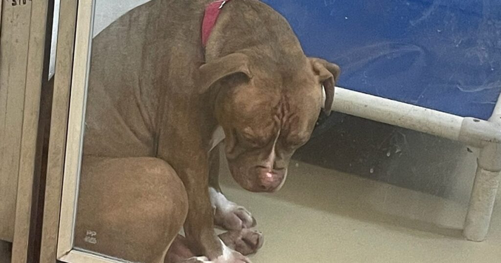 pit bull triste canile adotta