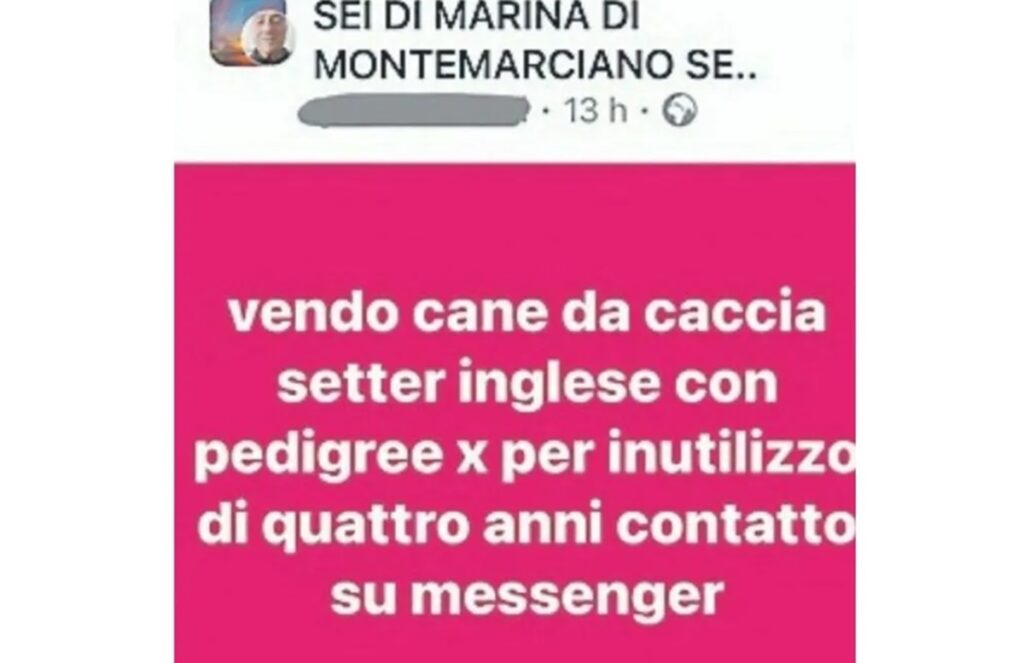 vendesi cane annuncio