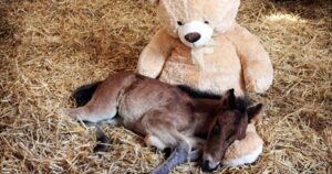 Pony orfano trova conforto in un grande orsacchiotto peluche