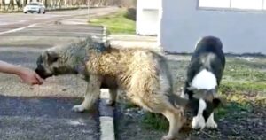 Cuccioli di tre mesi abbandonati in autostrada: tremavano di paura ma nessuno li soccorreva (VIDEO)