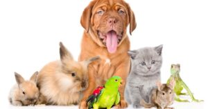 5 animali domestici da evitare secondo questo veterinario