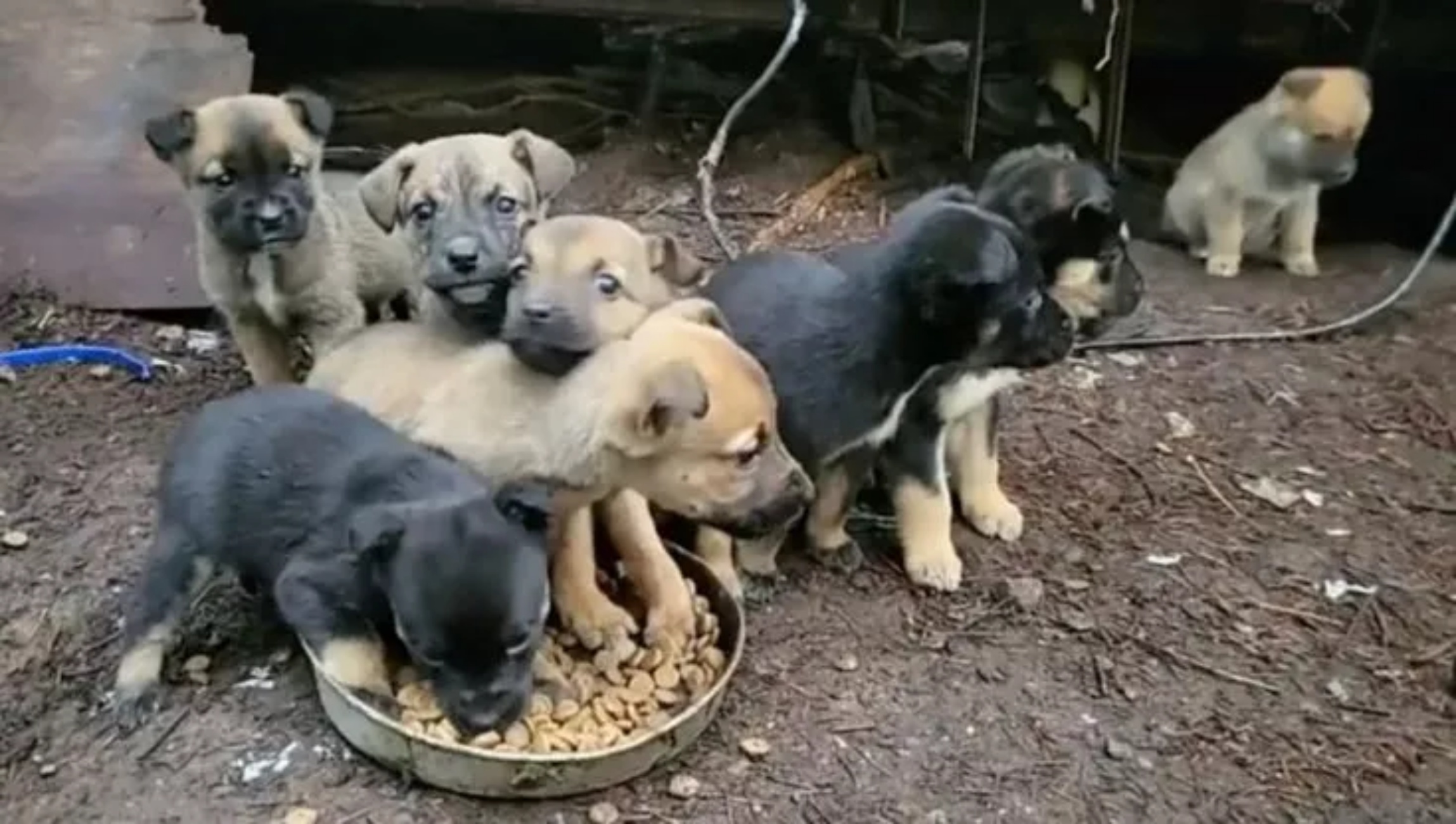 bambini trovano cuccioli