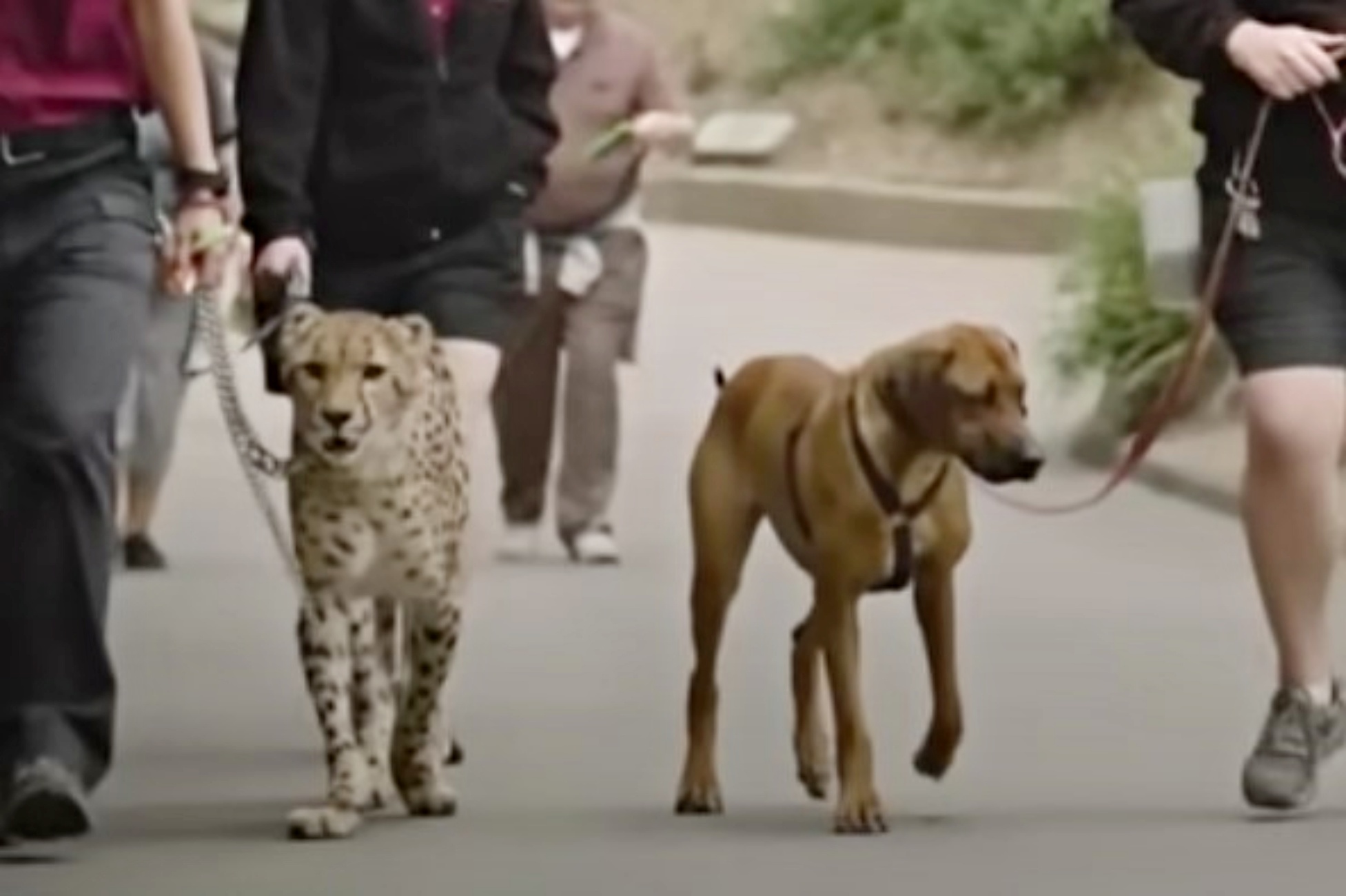 ghepardo e cagnolino