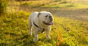 Divieto di allevamento e vendita di cani brachicefali: “soffrono troppo”