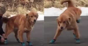 Donna compra delle scarpe al suo Golden Retriever che non è convinto del regalo (VIDEO)