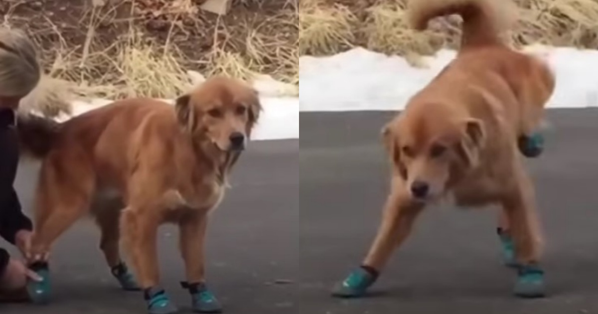 Golden Retriever con scarpe