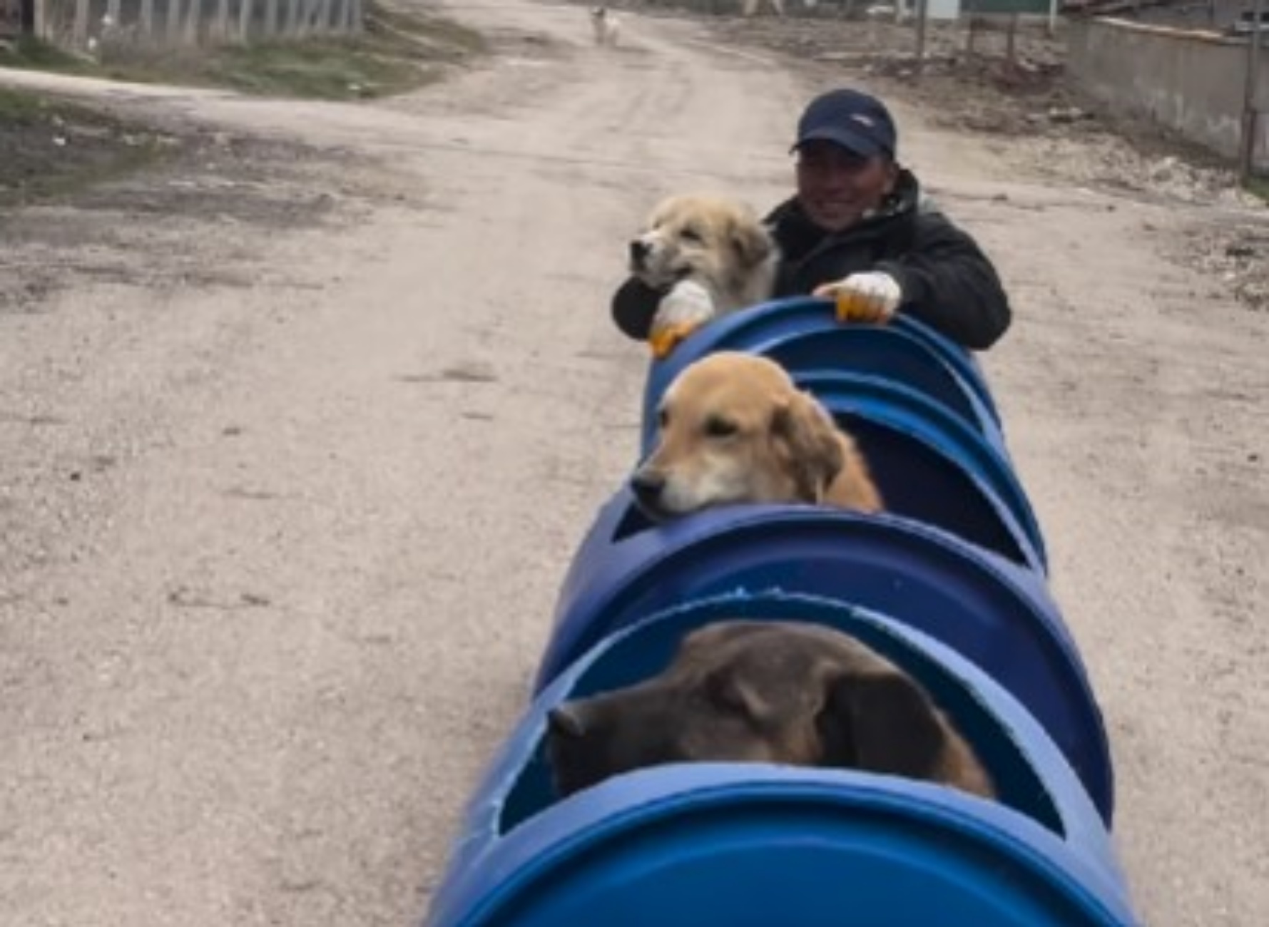 cani disabili sul trenino