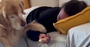 Finge di dormire con una fetta di pane in mano e il suo Golden Retriever fa una cosa inaspettata (VIDEO)