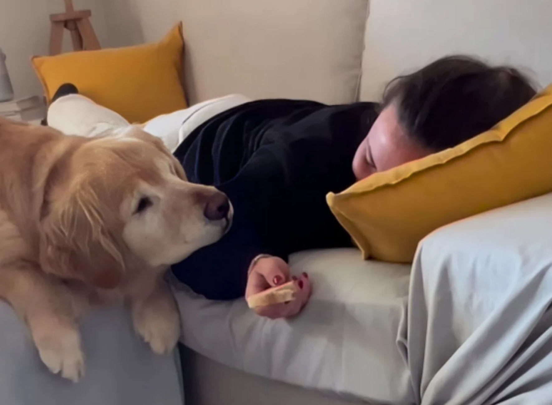 Golden Retriever alle prese con il pane