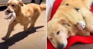 Gattina randagia cambia vita quando incontra una dolcissima Golden Retriever (VIDEO)