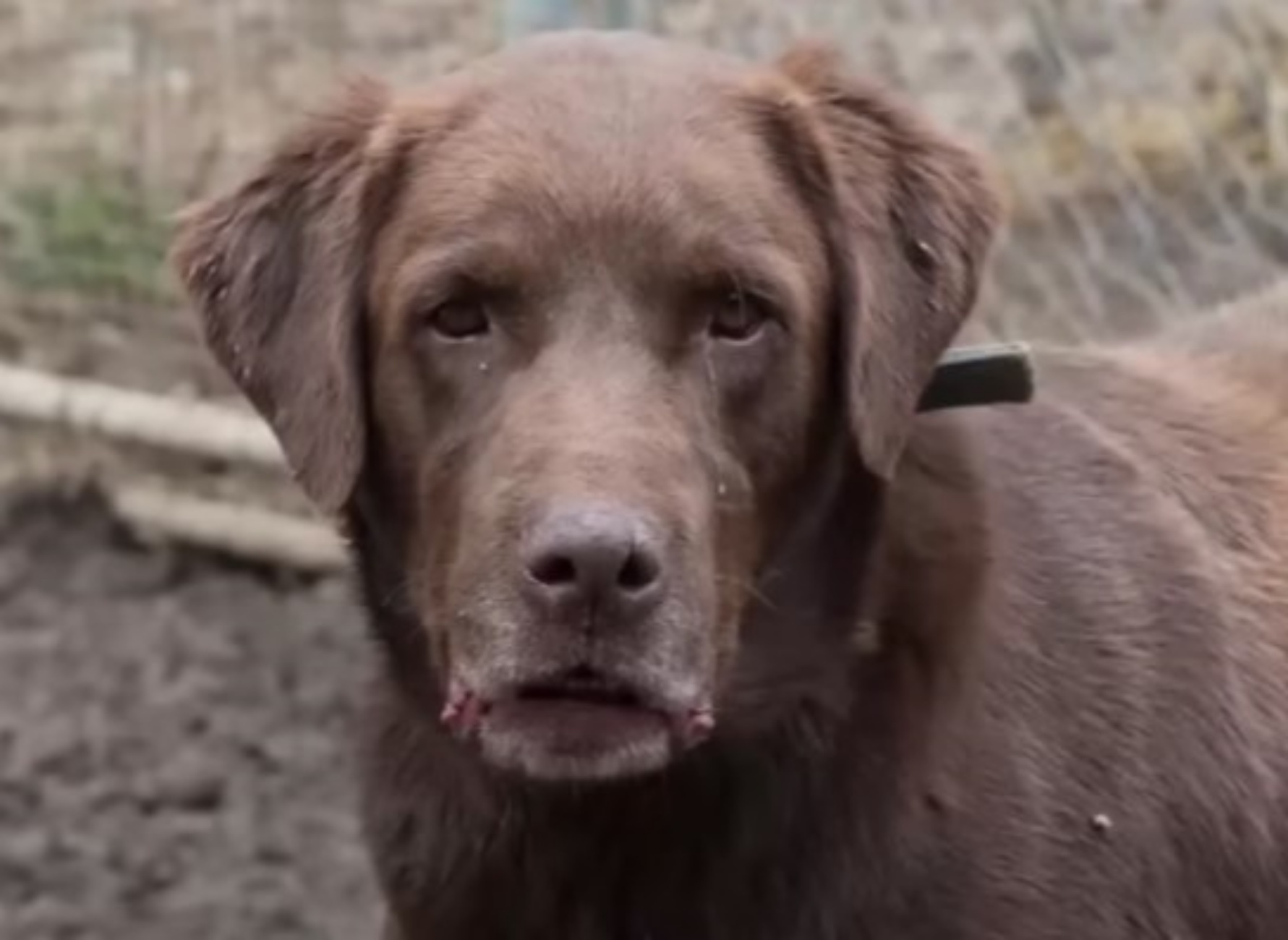 labrador cioccolato ritrova famiglia