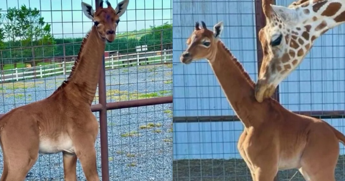 nata in uno zoo giraffa senza macchie