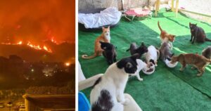 Rifugio per animali distrutto dal fuoco: L’appello di una volontaria