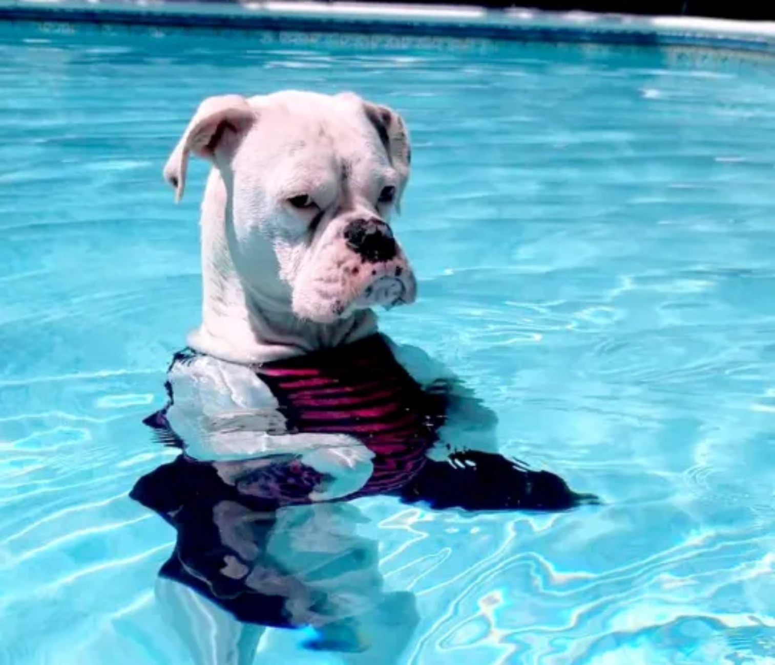 donna spende soldi per cane