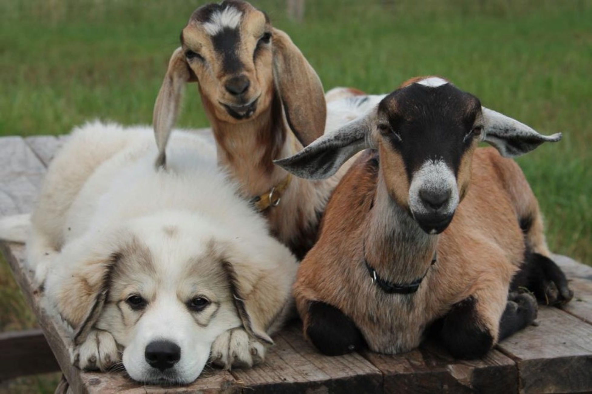 cane e capra