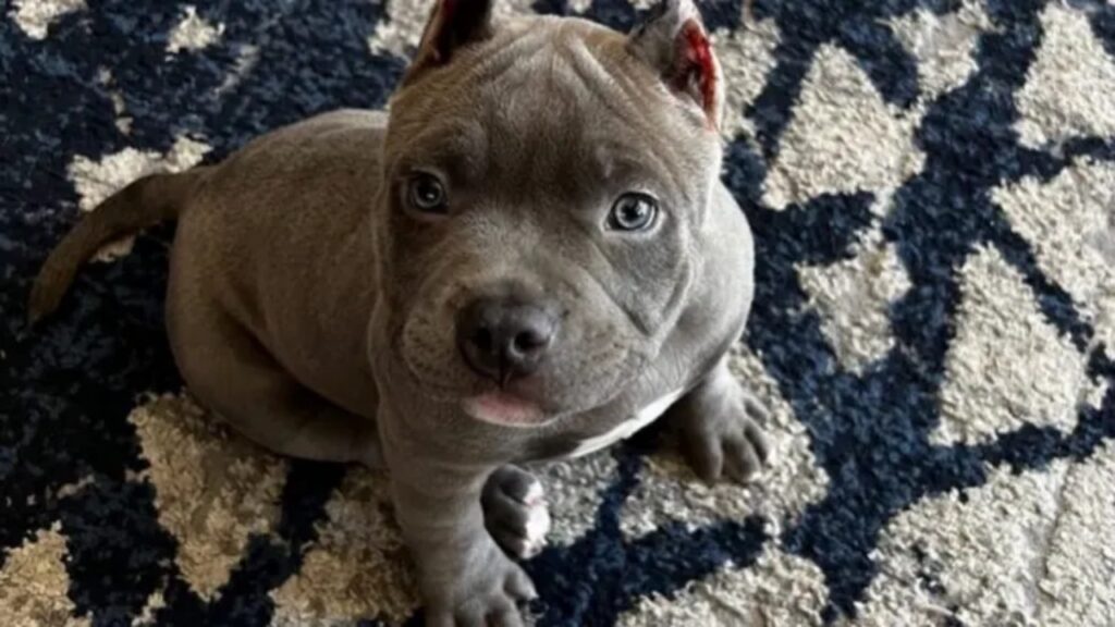 Teacup Pitbull