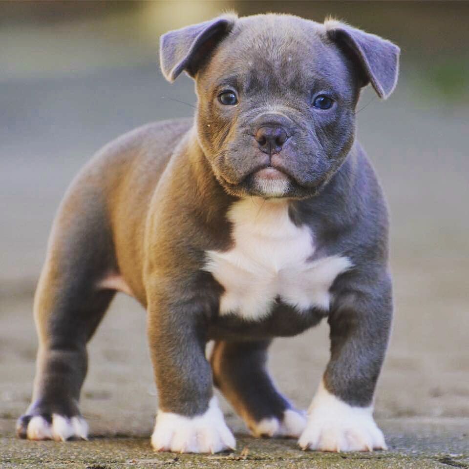 Teacup Pitbull