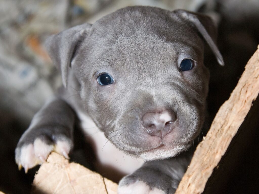 Teacup Pitbull