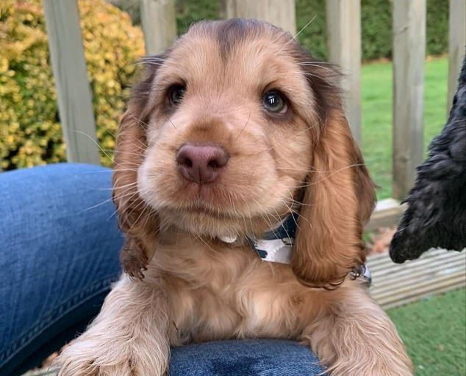 winnie la cagnolina