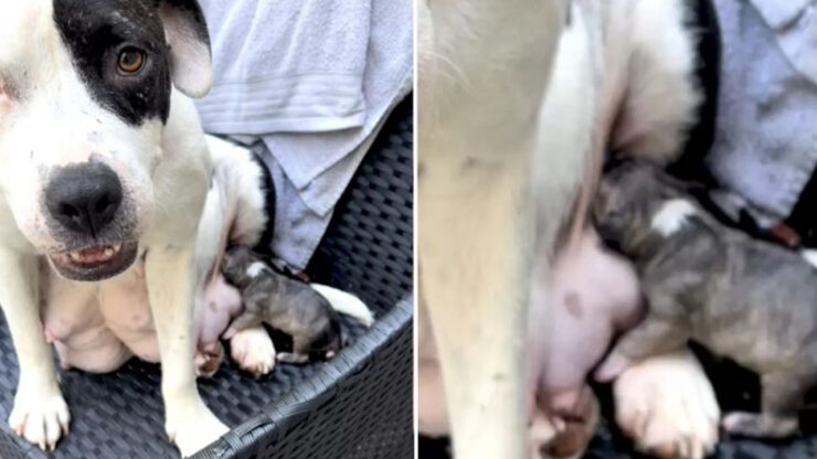 Cagnolina randagia attende di partorire