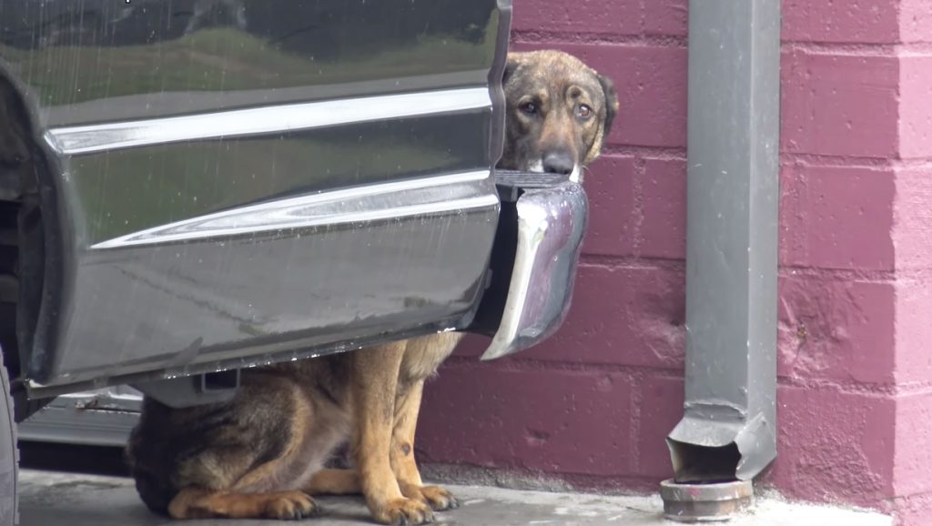 sguardo triste di questa cagnolina