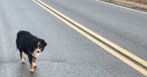 “Avrebbe partorito da un momento all’altro”, la cagnolina vagava sul ciglio della strada (VIDEO)