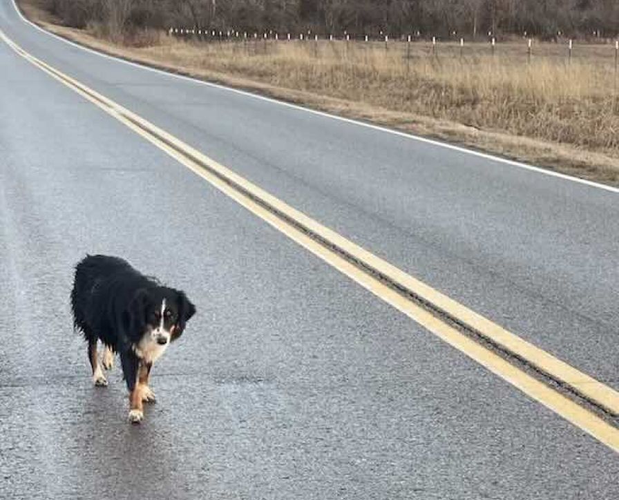 cagnolina vagava sul ciglio della strada