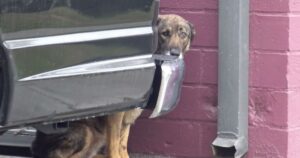 Lo sguardo triste di questa cagnolina comunica tutto quello che ha vissuto (VIDEO)