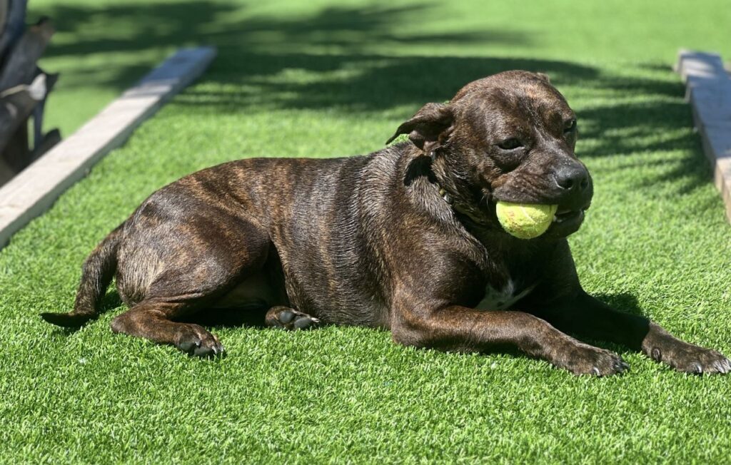 cagnolino dallo sguardo molto triste, rinato