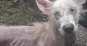 Cane affamato e abbandonato si avvicina a un camionista e chiede aiuto (VIDEO)