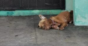 Cane in condizioni pessime abbandonato alla stazione di servizio viene ignorato da tutti