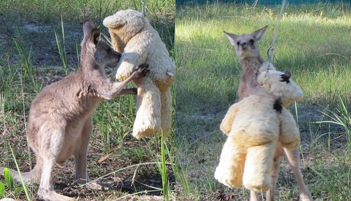 Il canguro più tenero che incrocerai sul web