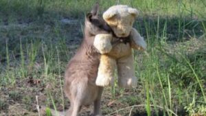 Il canguro più tenero che incrocerai sul web, è stato immortalato mentre abbraccia un peluche