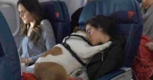 Cani in aereo, cosa dicono le compagnie aeree e come prepararsi al viaggio