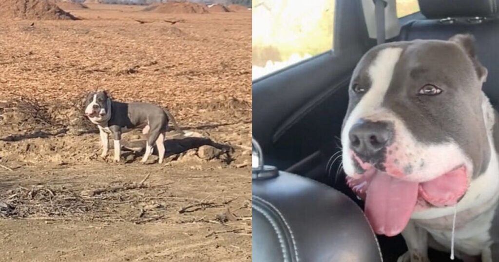 cagnolino salvato dai maltrattamenti