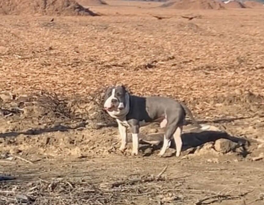 cagnolino salvato dai maltrattamenti