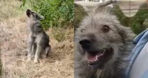 Cucciolo abbandonato sul ciglio della strada che continuava ad urlare (VIDEO)