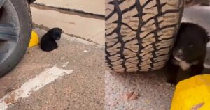 Un adorabile cucciolo dorme in un parcheggio e chiede ai passanti di portarlo in un posto caldo (VIDEO)