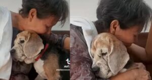 Una donna saluta il suo cane dopo 15 anni passati insieme: sui social il video commuove tutti