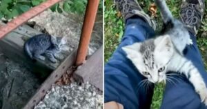 Un’escursione finisce per diventare una scoperta assurda, il gattino lo stava aspettando