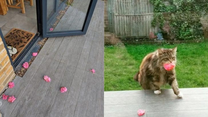 Un gatto porta i fiori agli abitanti di un quartiere