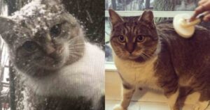 Gatto randagio appare alla finestra durante una tempesta di neve e chiede di entrare