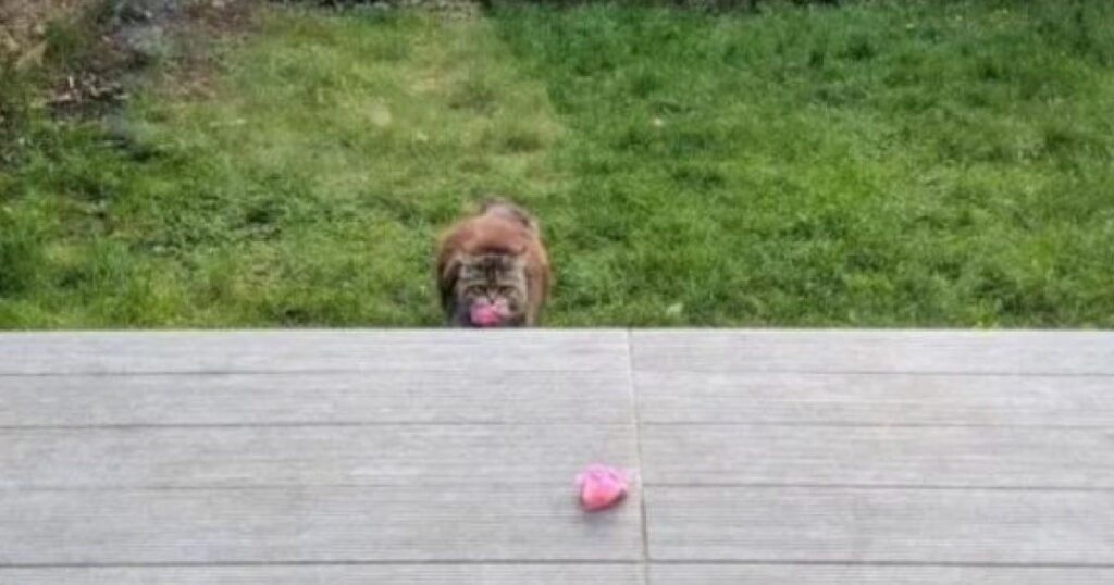 Un gatto porta i fiori agli abitanti di un quartiere