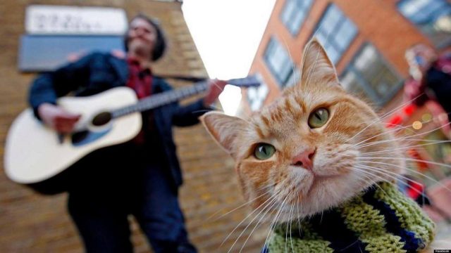 james e bob, gatto salva tossicodipendente