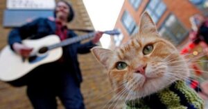 Tossicodipendente racconta come un gatto gli ha salvato la vita: la storia di James e Bob (VIDEO)