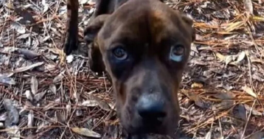 cagnolino dallo sguardo molto triste