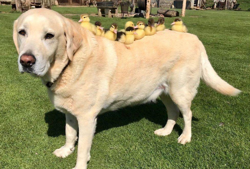 Labrador Retriever si rilassa