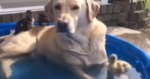 Questo Labrador Retriever si rilassa nella sua piscinetta in compagnia dei “suoi” anatroccoli (VIDEO)