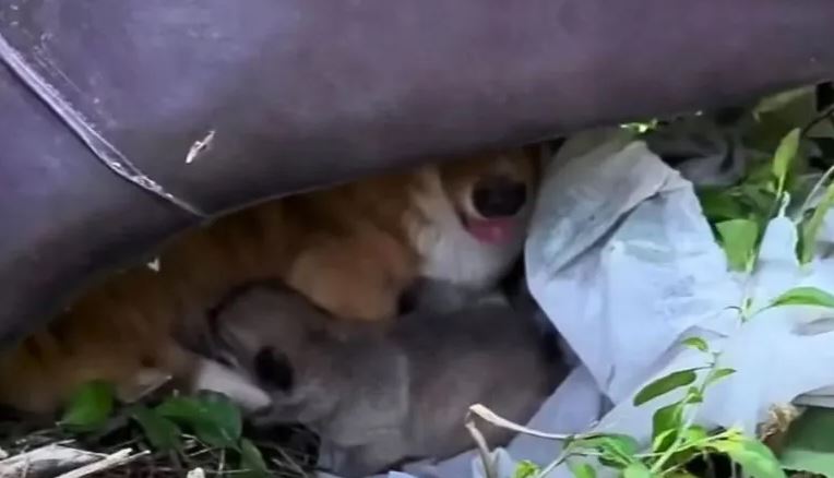 Cagnolina mostra il suo cucciolo a l'uomo che la nutre